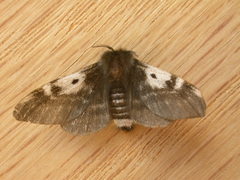 Nataxa flavescens