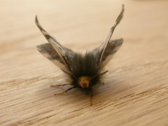 Nataxa flavescens