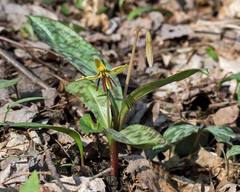 Erythronium umbilicatum