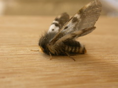 Nataxa flavescens
