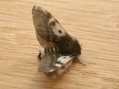 Nataxa flavescens