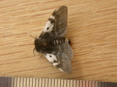 Nataxa flavescens