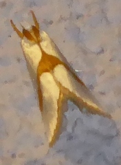 Vaxi auratellus