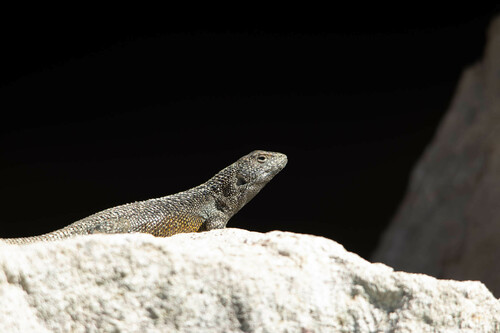El Plomo Smooth-throated Lizard, Liolaemus bellii