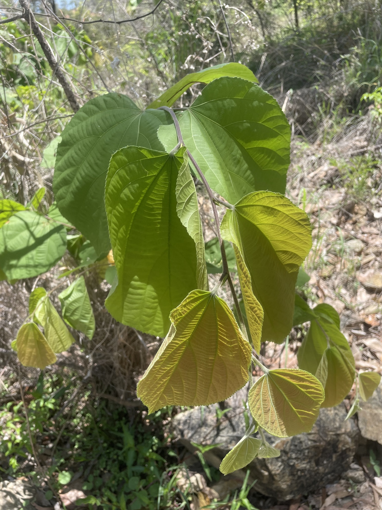 Imagem de Phalsa