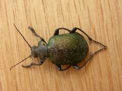 Calosoma schayeri