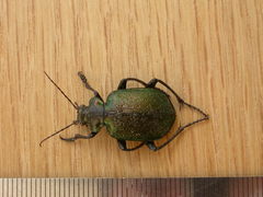 Calosoma schayeri
