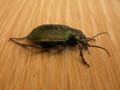 Calosoma schayeri