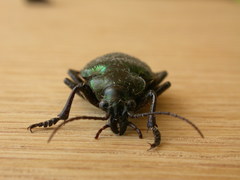 Calosoma schayeri