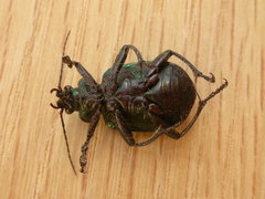 Calosoma schayeri