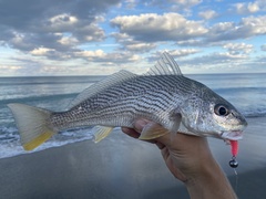 Sand Drum photo 3