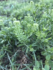 Lepidium austrinum