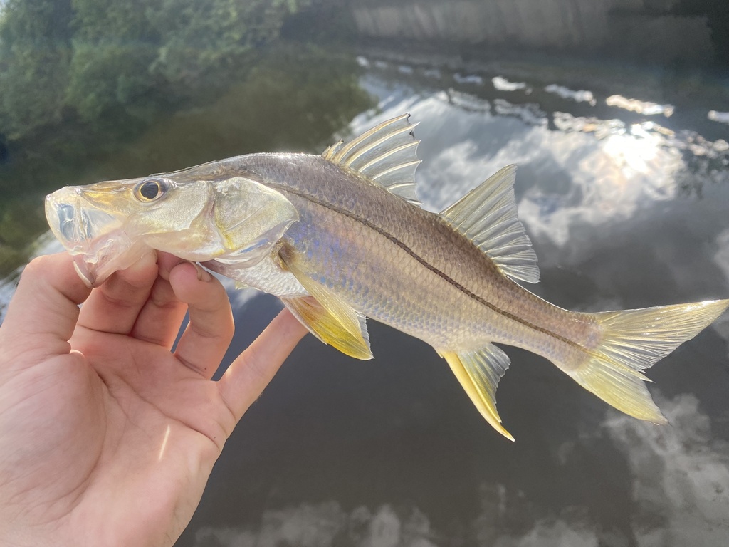 Swordspine Snook in January 2024 by Jacob Jones · iNaturalist