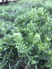 Lepidium austrinum