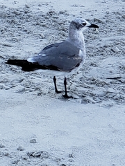 Leucophaeus atricilla