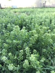 Lepidium austrinum
