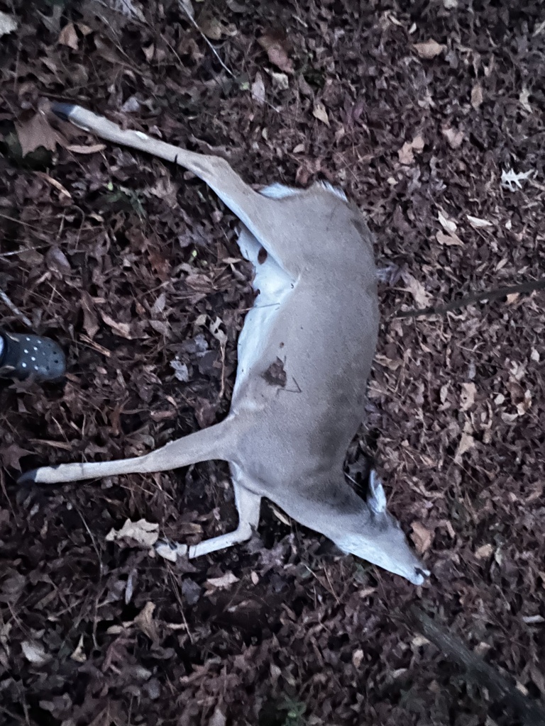 Whitetailed Deer from Zebulon, NC, US on January 1, 2024 at 0520 PM by mike_cove. Legally