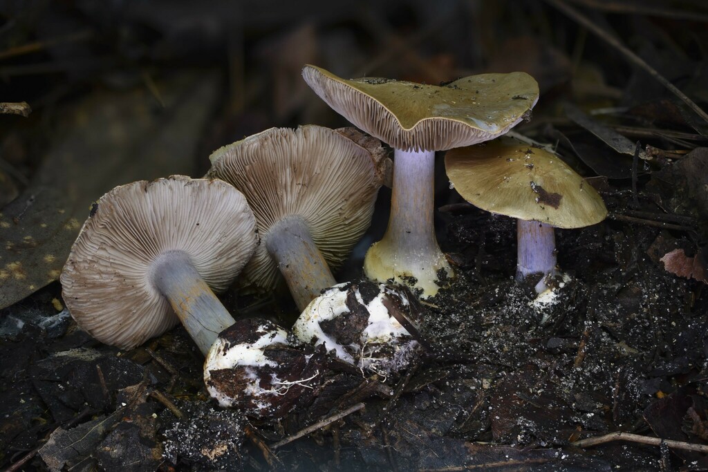 Phlegmacium sp. 'VA02'