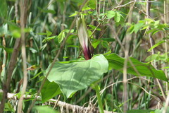 Trillium viridescens
