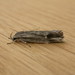 Lichenaula tuberculata - Photo (c) Donald Hobern, algunos derechos reservados (CC BY)