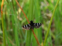 Adela trigrapha