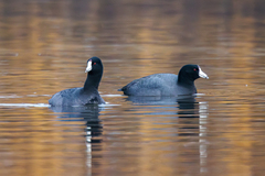 American Coot photo 3
