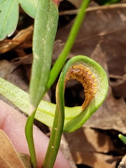Puccinia mariae-wilsoniae
