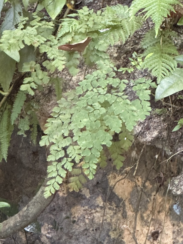 Fan Maidenhair Fern from Jamaica, Saint Ann, Middlesex County, JM on ...