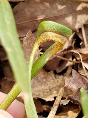 Puccinia mariae-wilsoniae