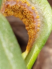 Puccinia mariae-wilsoniae