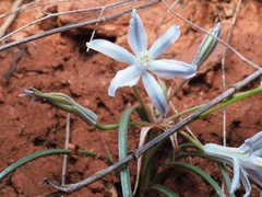 Androstephium coeruleum