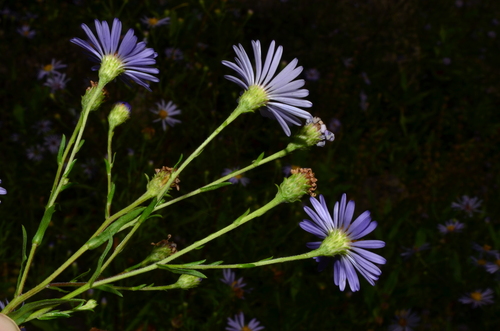 Image of Symphyotrichum subspicatum by (c) Gabriel Campbell-Martinez, some rights reserved (CC BY)