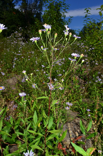 Image of Douglas' Aster (Symphyotrichum subspicatum) by (c) Gabriel Campbell-Martinez, some rights reserved (CC BY)