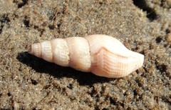 Ophiodermella inermis