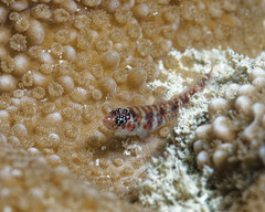 Divine Dwarf Goby photo 2