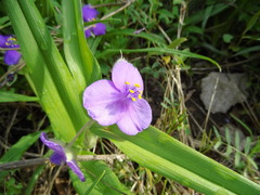 Tradescantia ozarkana