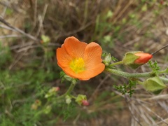 Sphaeralcea pedatifida