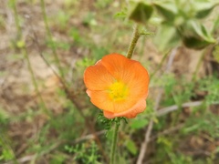 Sphaeralcea pedatifida