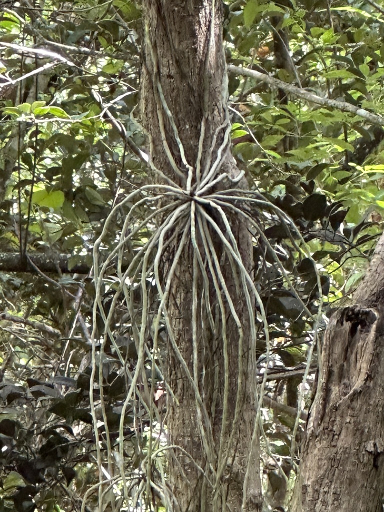 Cayman Ghost Orchid In December 2023 By Robert Levy INaturalist   Large 