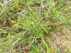Sphaeralcea pedatifida
