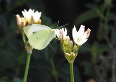 Pieris rapae rapae
