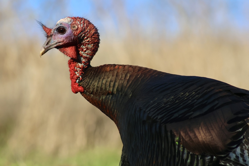 Wild Turkey From Newhall Community Park Concord CA US On January 1   Large 