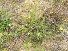 Sphaeralcea pedatifida