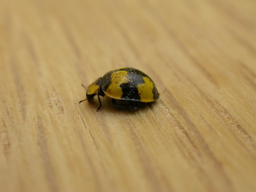 Fungus-eating ladybird photo 5