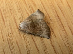 Mataeomera mesotaenia