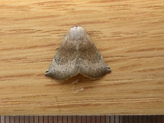 Mataeomera mesotaenia