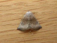 Mataeomera mesotaenia