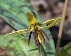 Erythronium umbilicatum