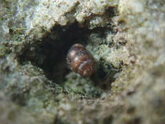 Columella simplex