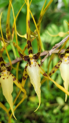 Arching Brassia